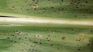 black specks on corn leaves are a sign of tar spot disease