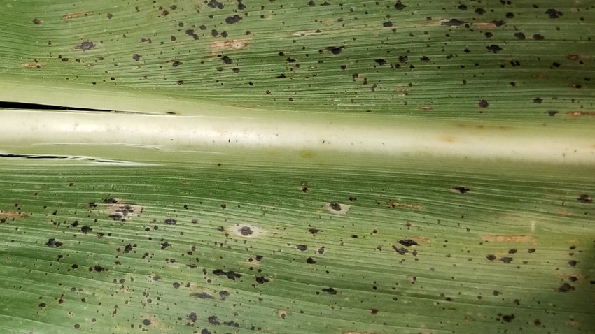 black specks on corn leaves are a sign of tar spot disease black specks on corn leaves are a sign of tar spot disease