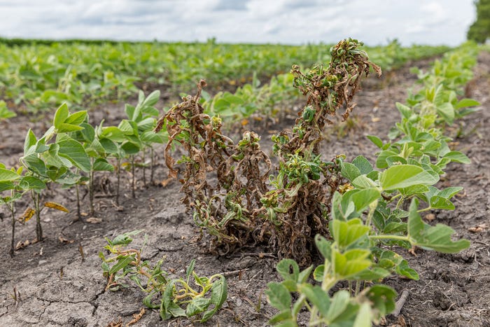 JJ Gouin/Getty Images - Waterhemp and weeds wilting in soybean field 