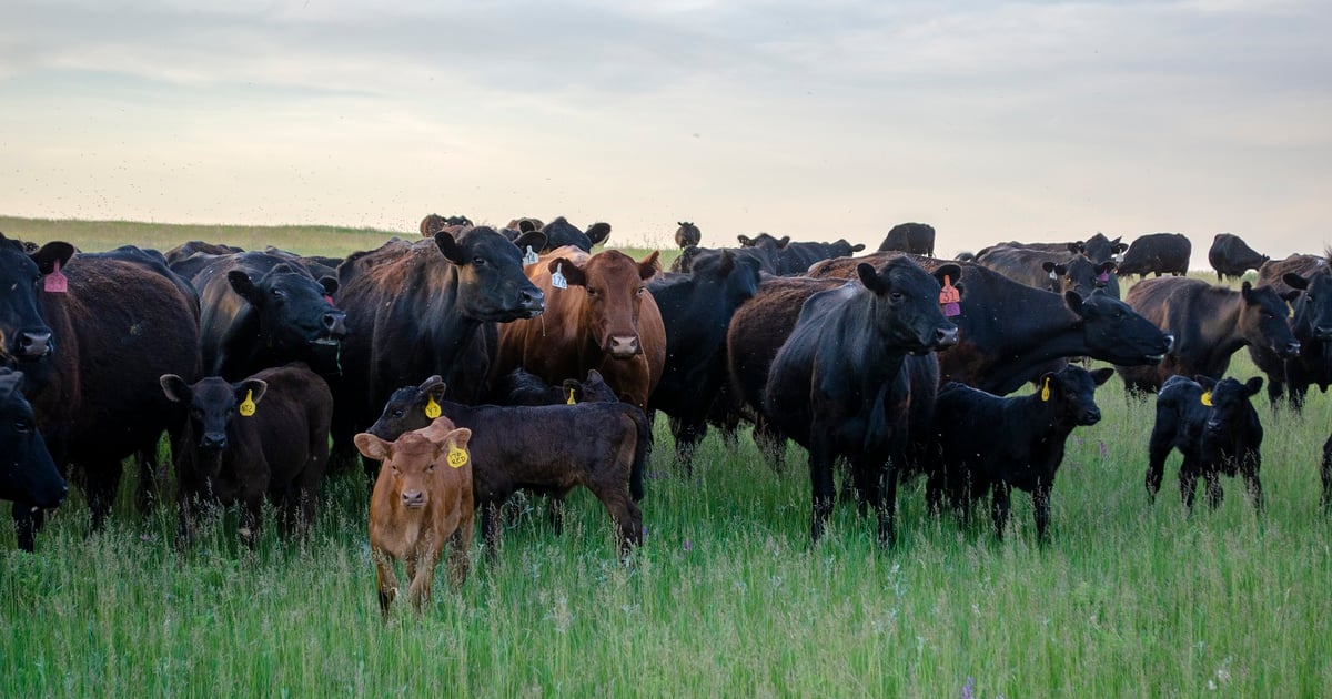 Top 10 tips to build ranch profits