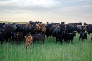 Doan cattle on Black Leg ranch