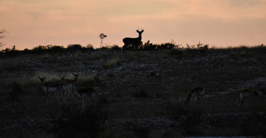 silhouette of a white tail deer