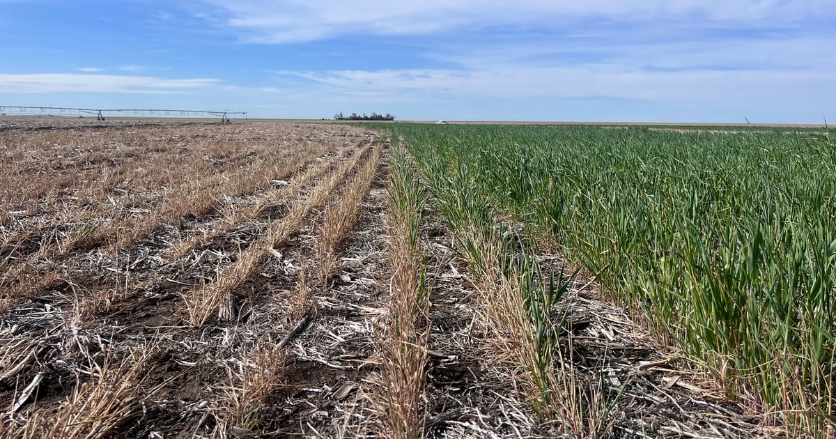 Water trap: Can cover crops reduce irrigation and save nitrogen?