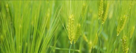 check_wheat_fields_common_diseases_1_635669802894726558.jpg