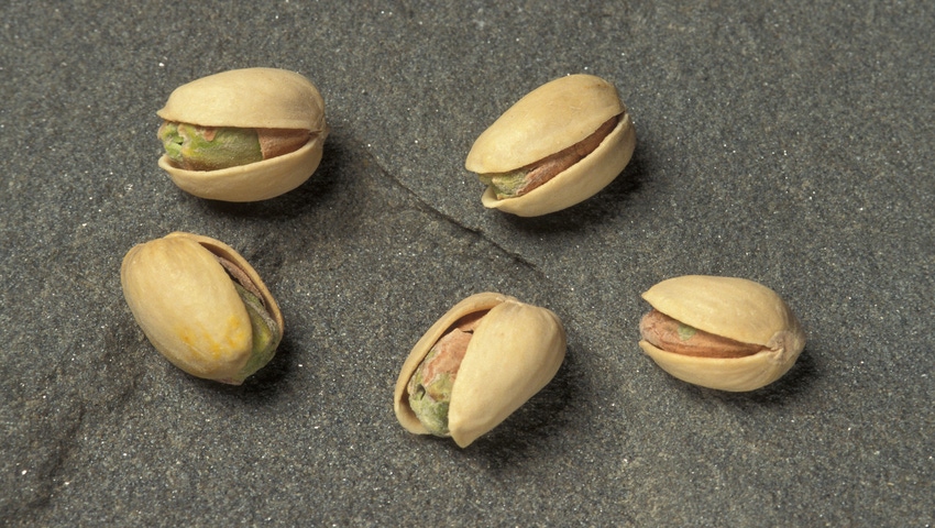 WFP-ARS-pistachios.jpg WFP-ARS-pistachios.jpg