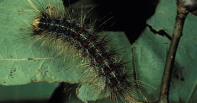 Program and tour targets invasive forest insects