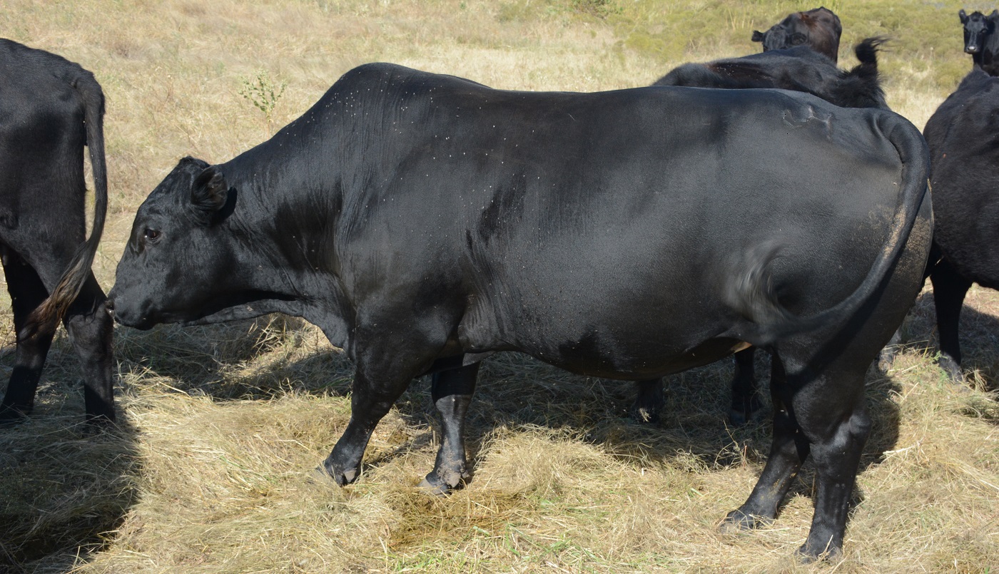 8 concepts to breed grass-efficient cattle