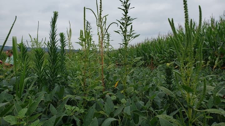 Old-school weeds make a comeback while new threats emerge