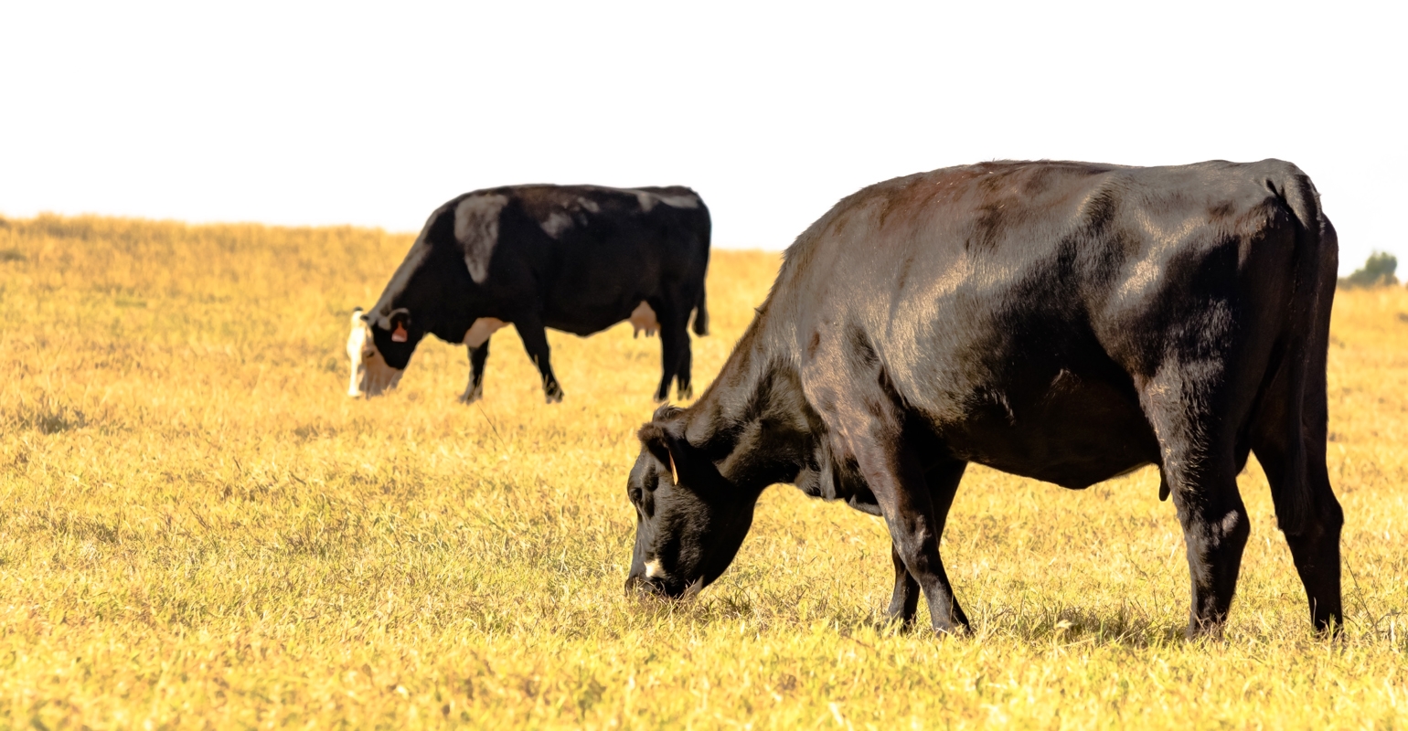 Researchers find DDGs are effective supplement to Bermuda grass