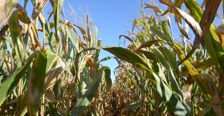 mature cornstalks in Corn Watch 2019 field