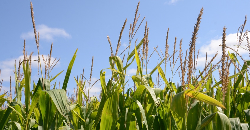 cornstalks with tassels against blue sky