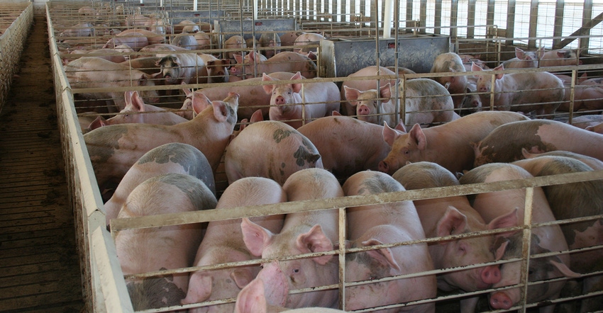penned hogs penned hogs