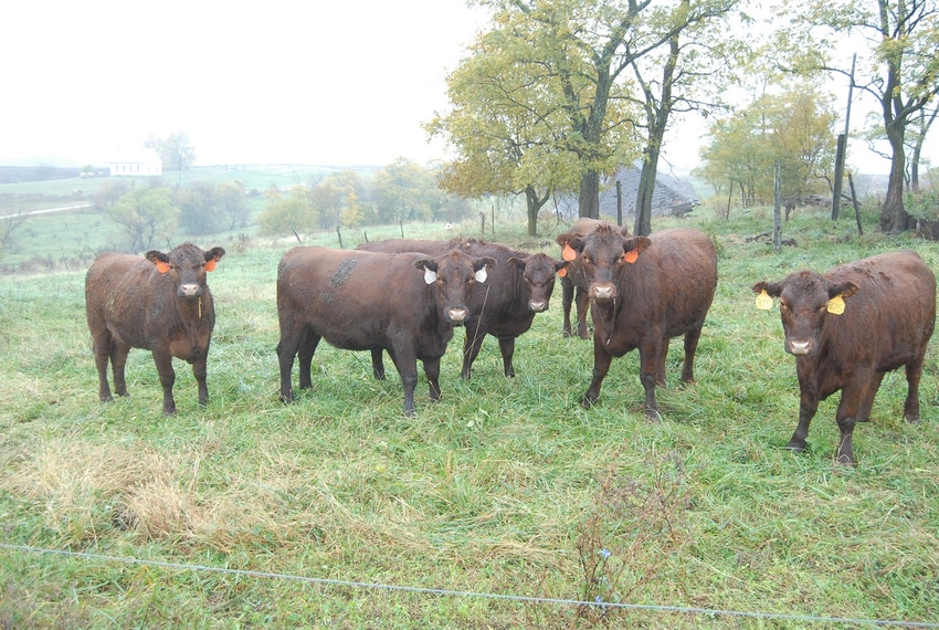 Red cattle on pasture