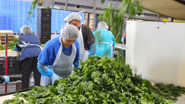 swfp-shelley-huguley-spinach-processing-ritchies-packing.jpg