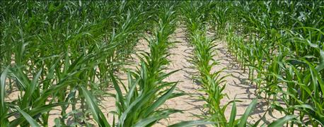 dry_weather_bring_more_signs_soil_compaction_corn_1_636035050735669629.jpg