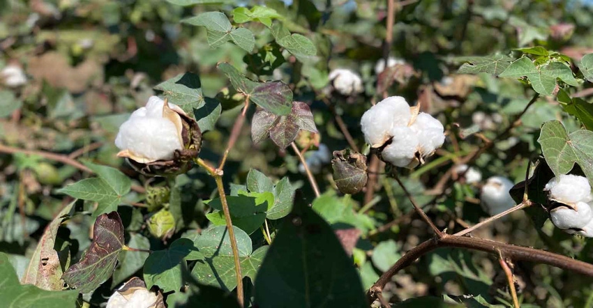 cotton-bolls-in-field-Sept-2022-a.jpg