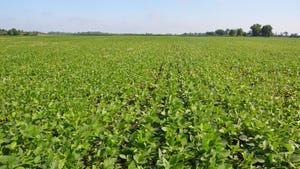 A wide landscape view of a field of soybeans