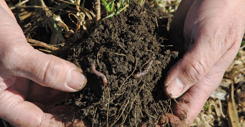 hands holding black dirt with worms