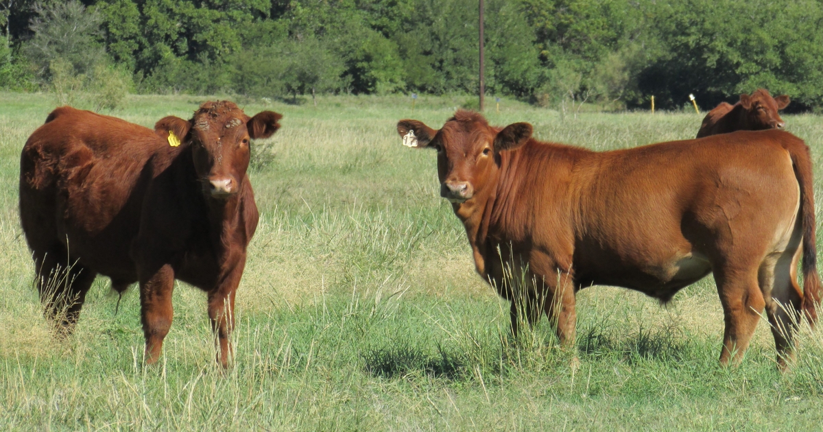 Battling BRD: Cattle bred for disease resistance