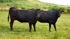 Jerry Reeves turns to Wagyu cattle