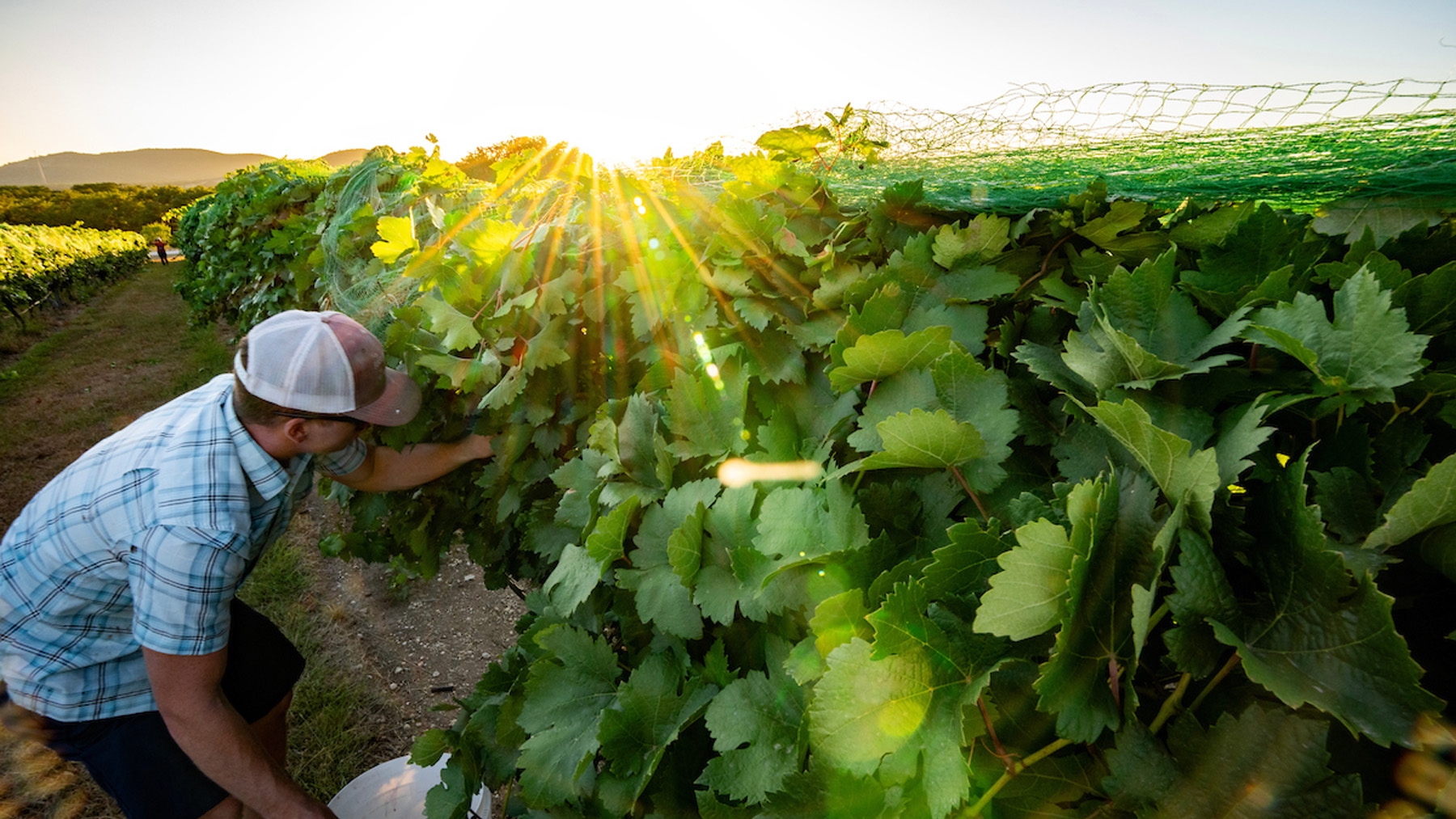 Vineyards see uptick in Pierce&rsquo;s disease
