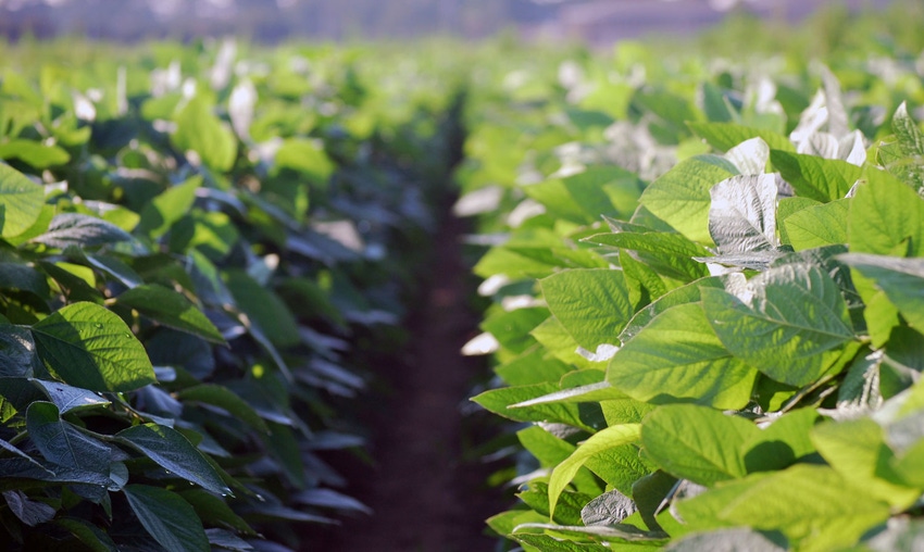 brad-haire-farm-press-soybean-2018-GG-a.jpg brad-haire-farm-press-soybean-2018-GG-a.jpg