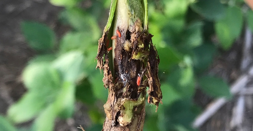 A plant affected by soybean gall midge is seen in eastern Nebraska