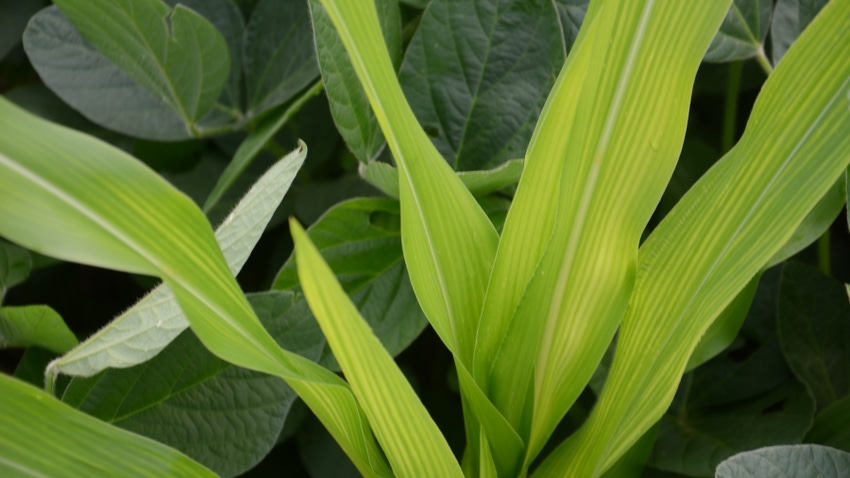 volunteer cornstalk in soybean field