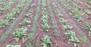 cover crops planted in strips