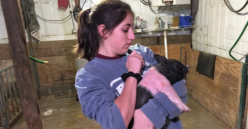 Marlena Long administers vaccinations to a baby pig