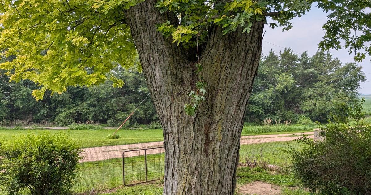 The trouble with silver maples