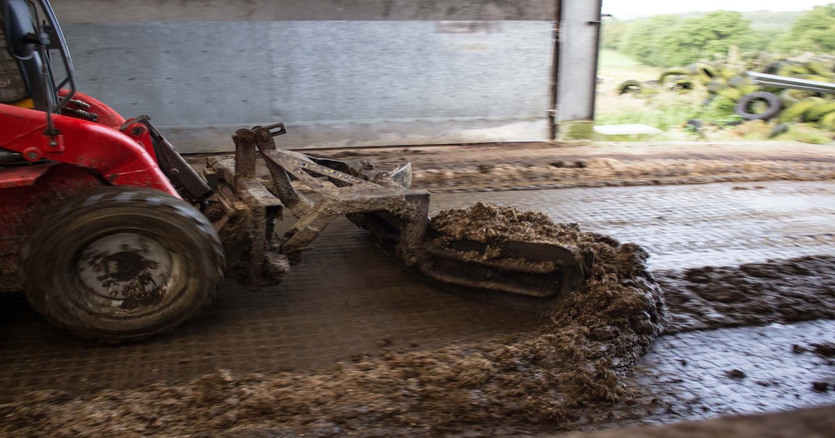 MAPHEX removes phosphorus from livestock manure