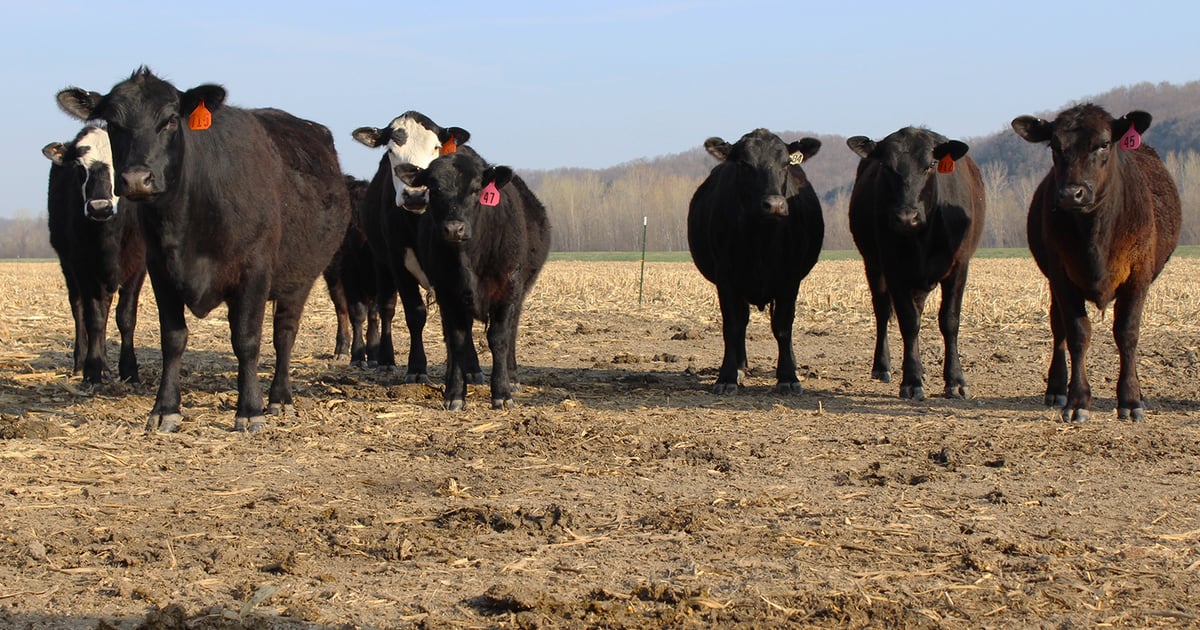 Thinking about converting cropland to pasture? Hold that thought