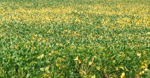 field of ripening soybeans