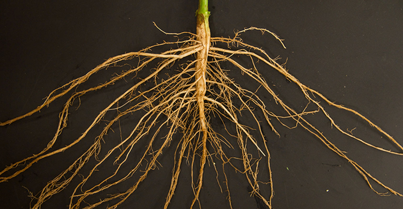 Getting to the root of the problem