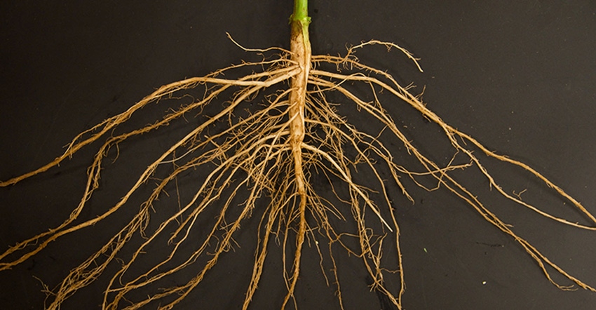 This typical soybean root system was grown at the Apache Root Biology Research Station in Wilcox, Arizona. 