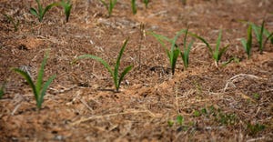 Young corn plants have just emerged in Lancaster County, Pa.