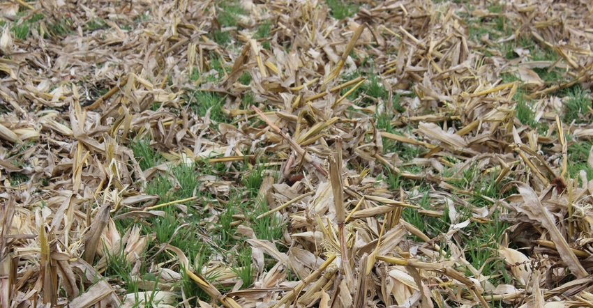 Cereal rye cover crop