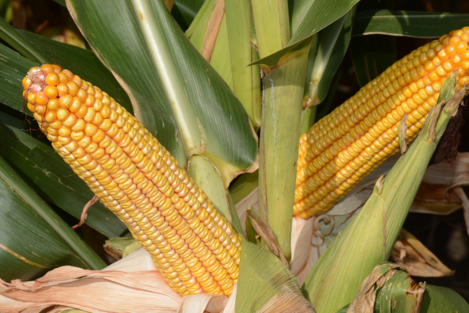 Reduce costs without harming corn yields