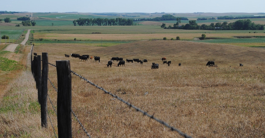 Cattle grazing in drought stricken field