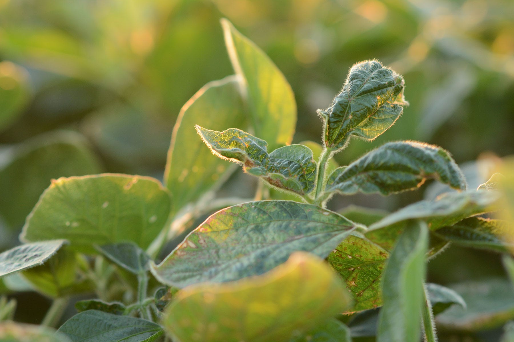 soybeans with dicamba damage