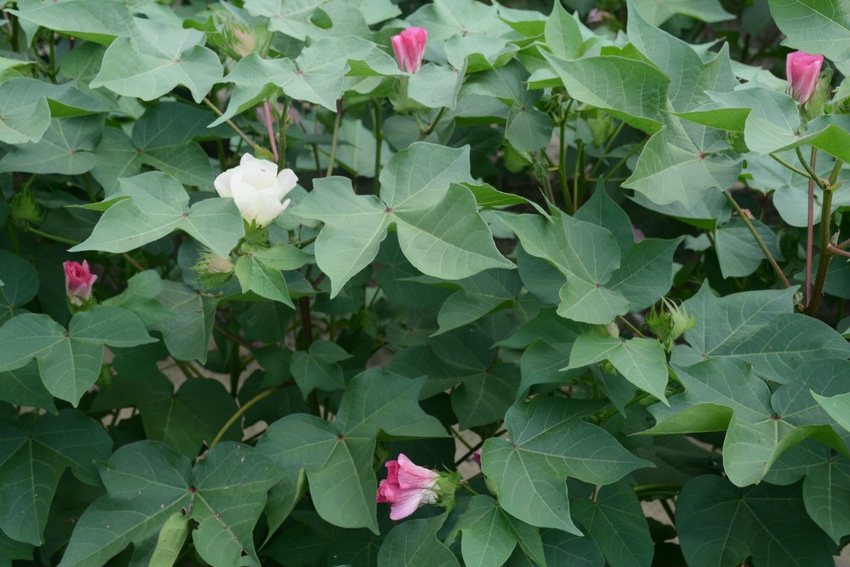 John_Hart_Farm_Press_Deltapine_Varieties.jpg