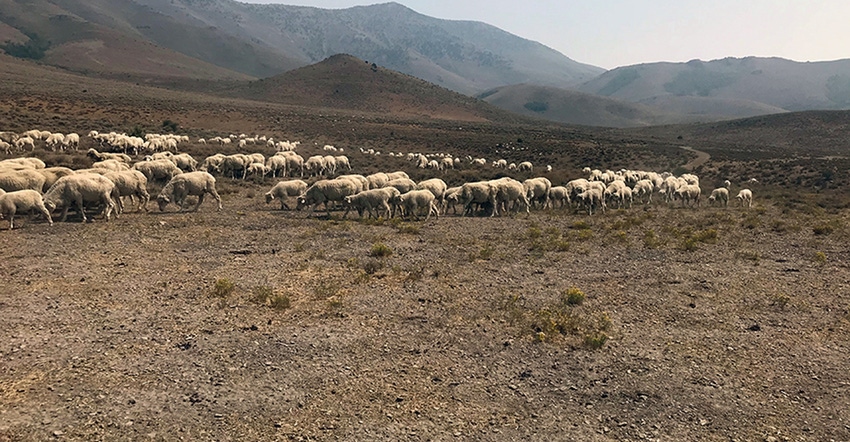 herd of sheep grazes in Cottonwood Canyon in central Nevada