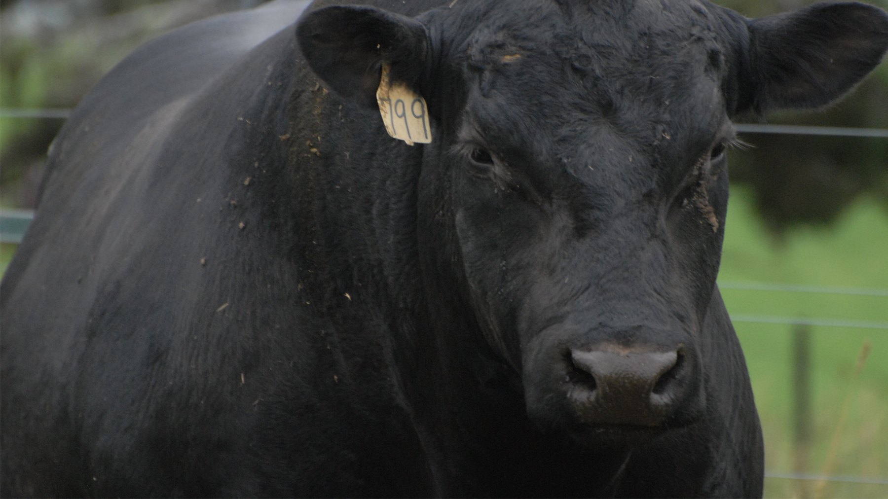 Brian McCulloh builds elite Woodhill Angus brand