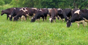 A group of cows on pasture