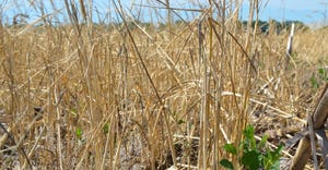 cover crop at ground level