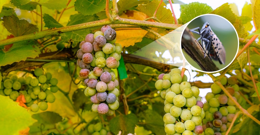 inset of spotted lanternfly on photo of grapes inset of spotted lanternfly on photo of grapes