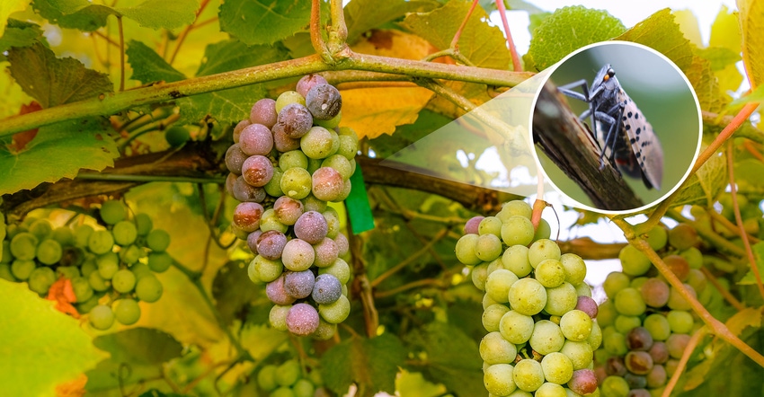 inset of spotted lanternfly on photo of grapes