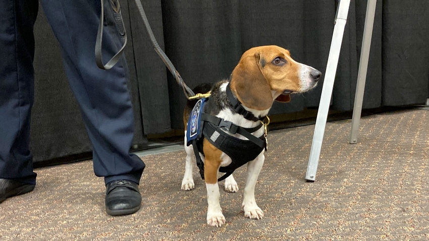 Beagle dog wearing service gear on leash