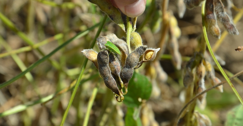 stinkbug on soybean pod